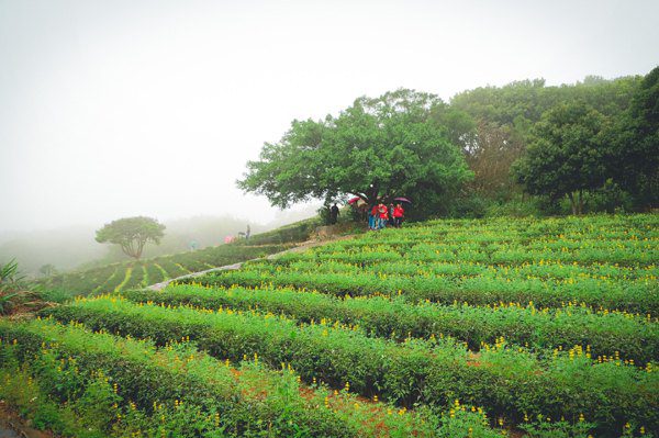 中秋連續假期好去處 　龍潭大北坑龍艾茶香