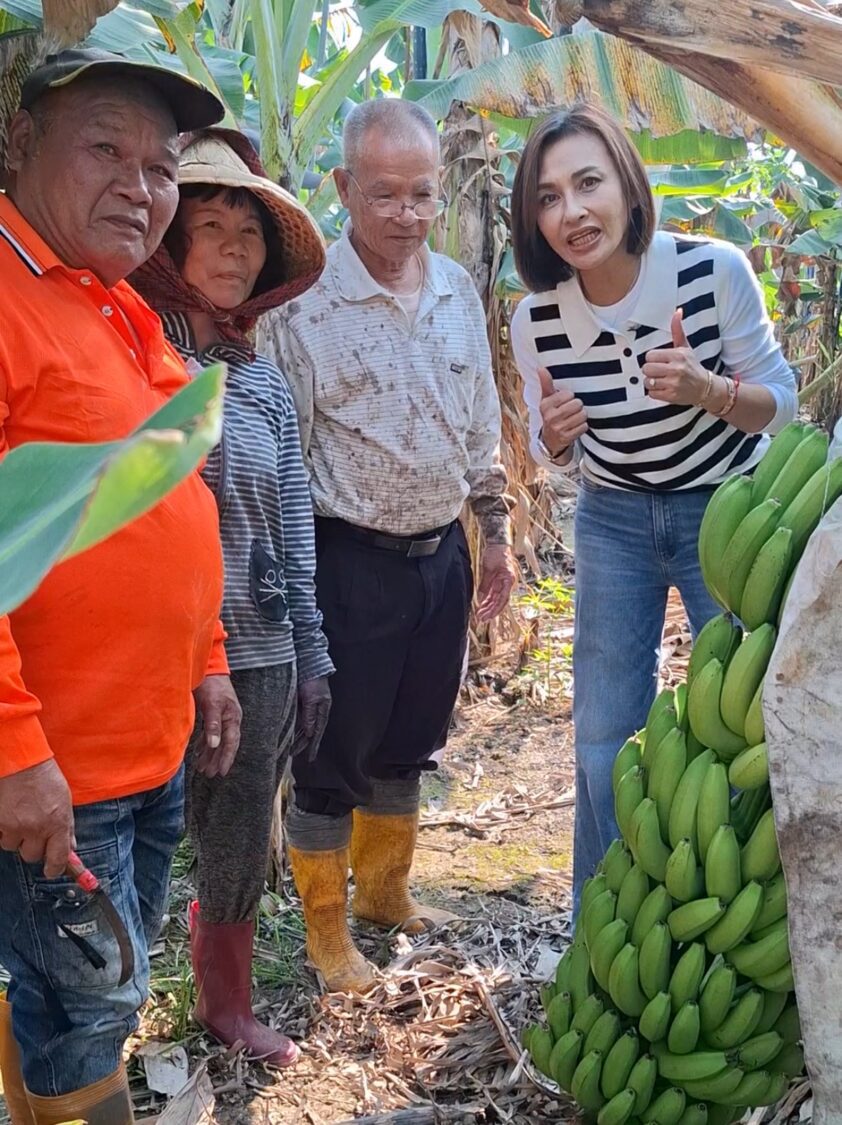 旗山香蕉價格震盪?立委邱議瑩怒批「勿用謠言傷害蕉農!」 旗山香蕉價格震盪?立委邱議瑩怒批「勿用謠言傷害蕉農!」