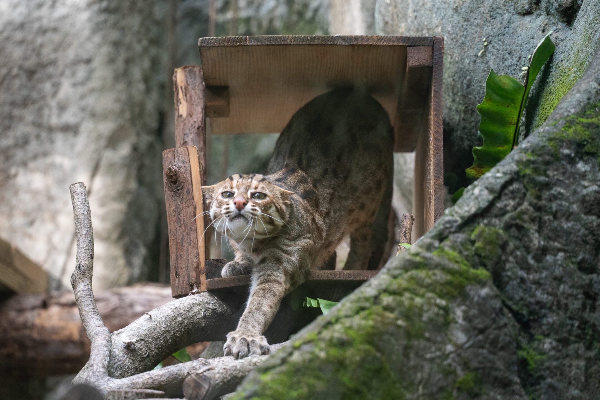 守護臺灣原生貓科！北市動物園攜手企業推石虎保育行動