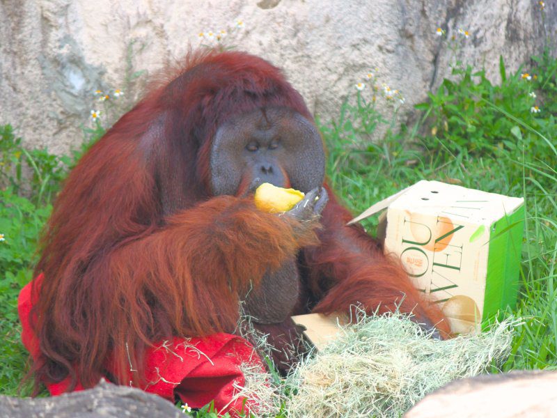 漾新聞|壽山動物園中秋萌翻！紅毛猩猩開箱柚子秀吃貨實力
