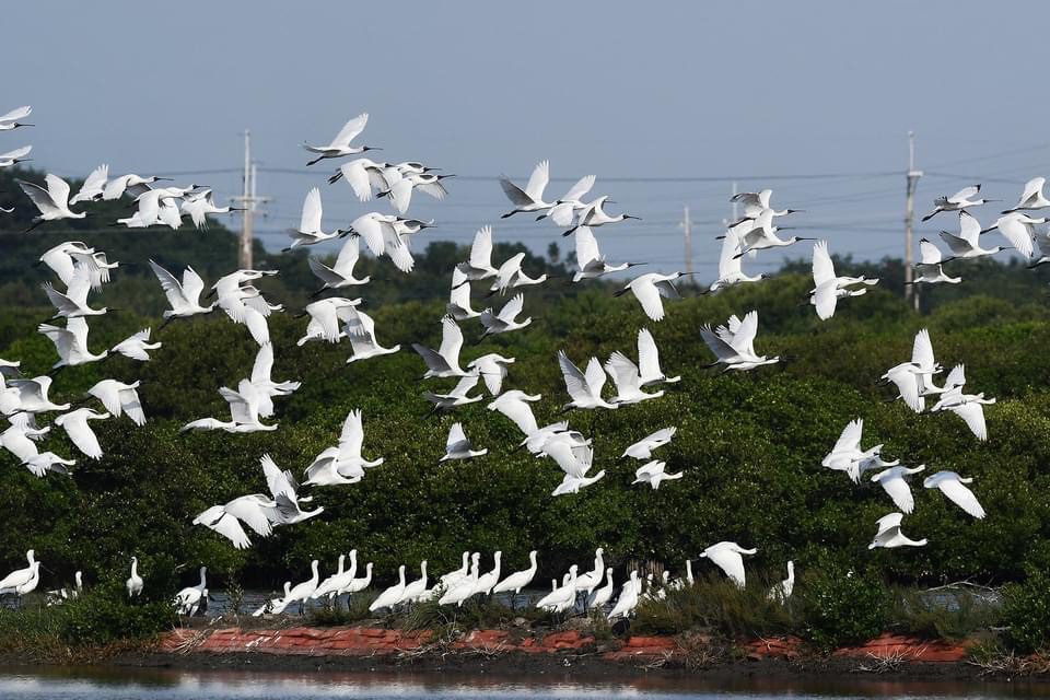 近300隻黑面琵鷺飛抵臺南 2025黑面琵鷺保育季即將登場 近300隻黑面琵鷺飛抵臺南 2025黑面琵鷺保育季即將登場