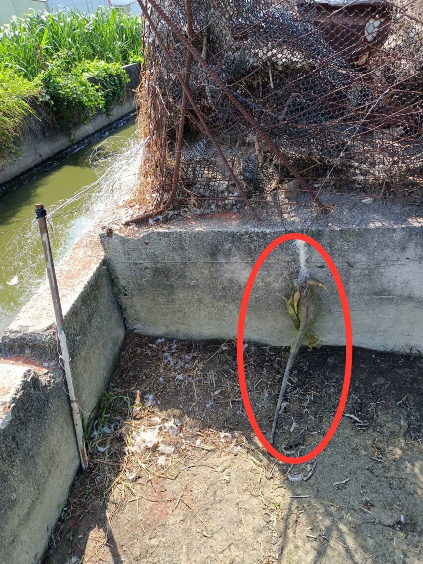 強化紅豆產業防禦力 屏東縣農業處推動圍網補助防治綠鬣蜥入侵