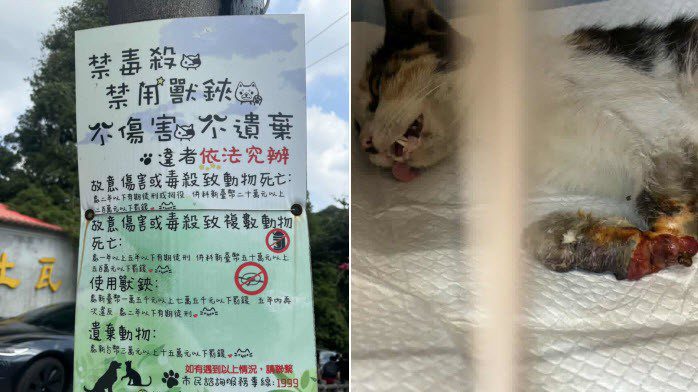 浪貓豆花受困捕獸夾，麗明動物醫院出手相救並籲正視陷阱危害
