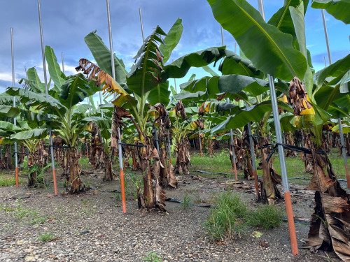 屏東縣政府推出香蕉防風支柱擴大適用獎勵 力挺蕉農發展韌性產業 屏東縣政府推出香蕉防風支柱擴大適用獎勵 力挺蕉農發展韌性產業