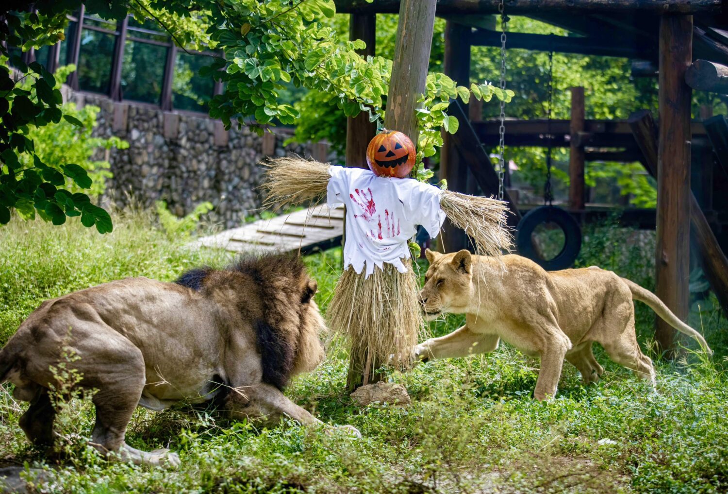 不給糖就搗蛋！ 壽山動物園「搞怪食譜」歡度別開生面萬聖節