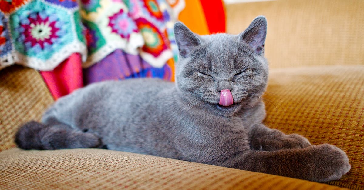 19 Ridiculous Animal Memes That Prove We’re the Lesser Species Once and for All