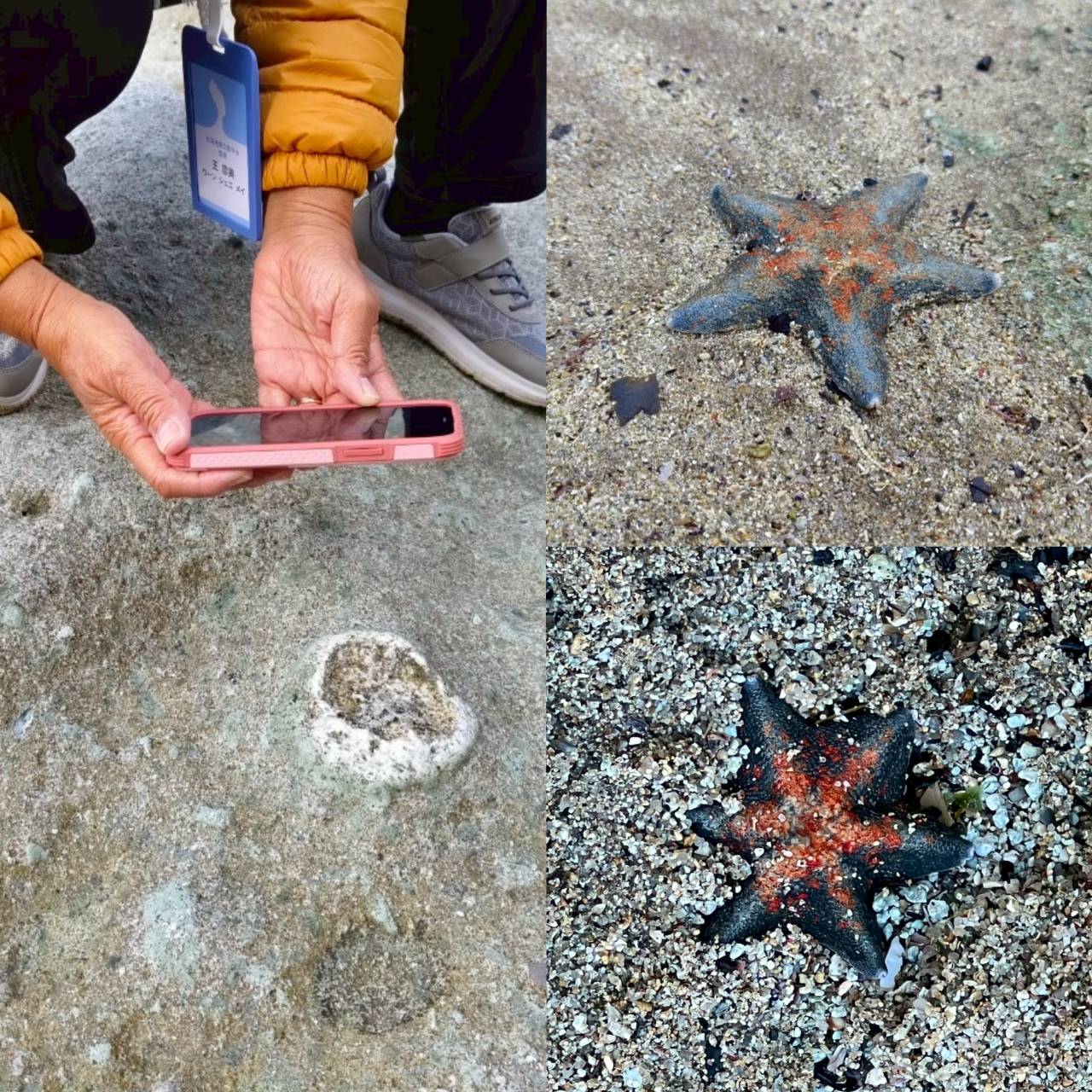 青森當地人推薦的日本秘境100選之一,同時也是國指定天然紀念物的佐井村佛浦,是距今約2000萬年以前,由海底火山噴發所形成,因此也可以看到不少海底化石。