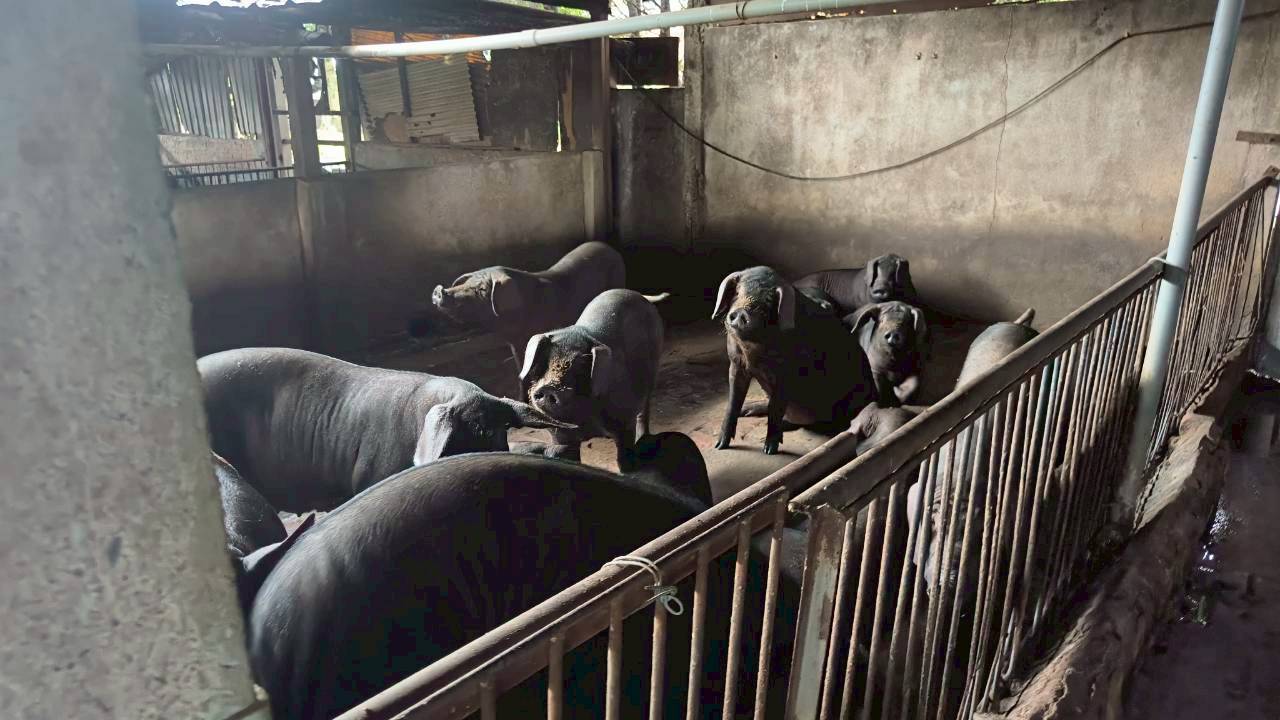 嚴防非洲豬瘟！張善政拍板加碼補助市場攤商與廚餘業者