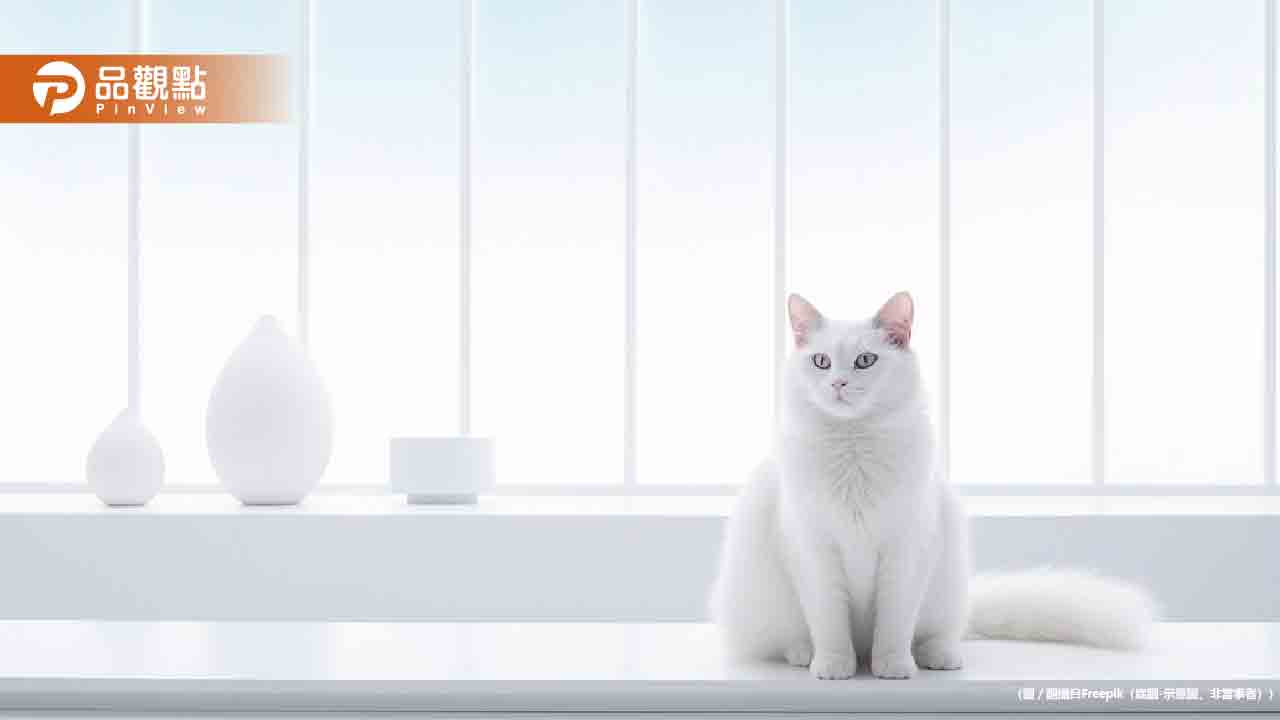 可憐白貓被抓去燉「龍虎鳳」　餐廳：只是幫忙加工一下