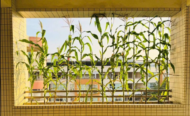 漾新聞|教室外的玉米長到天花板 美的像一幅畫！新上國小學生小農玩出最美天然窗簾