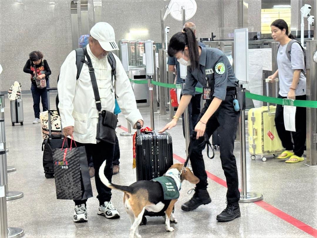 全力防堵非洲豬瘟入侵 高雄關聯合動植物防疫檢疫署加強金門小三通查緝