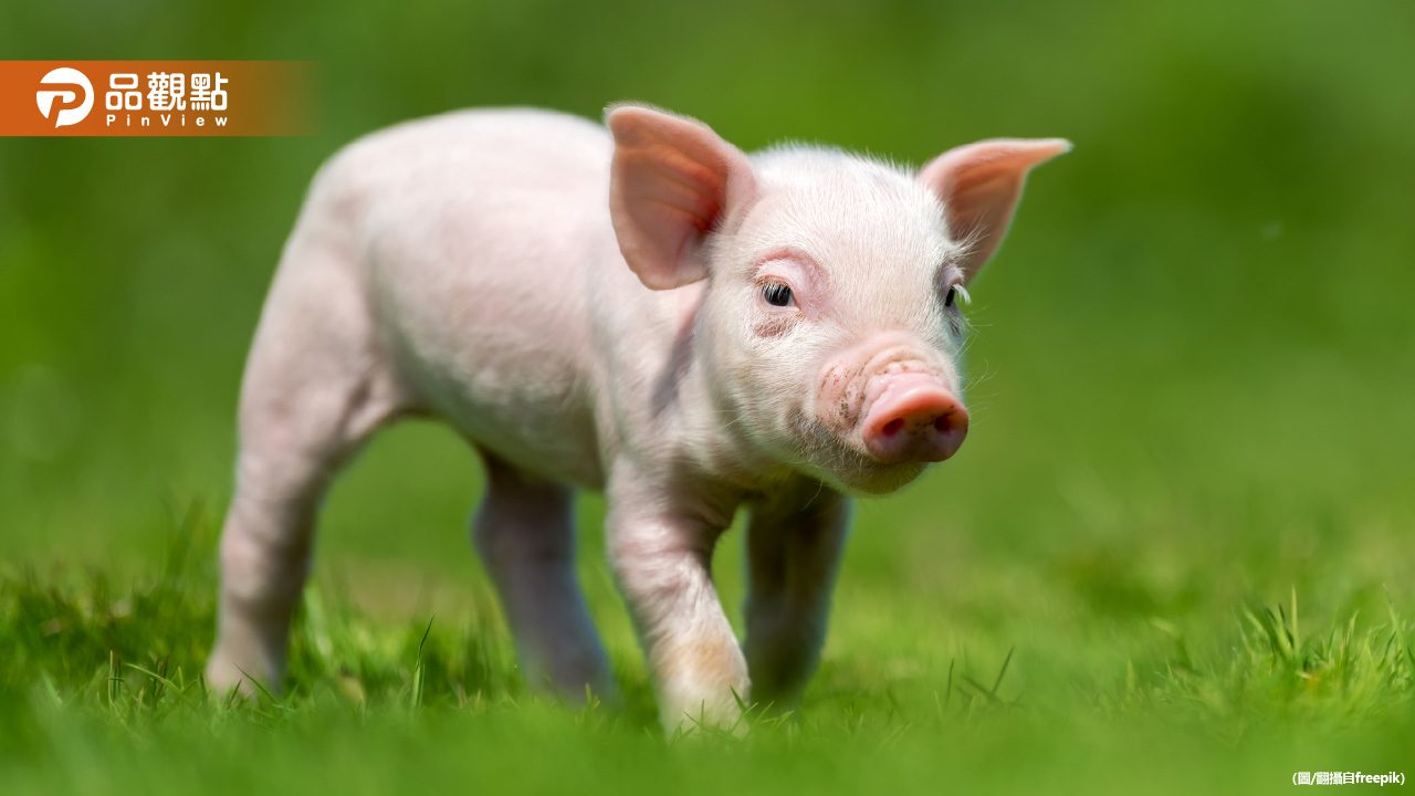 台中寵物豬半夜逛大街!飼主恐被罰 網友歪樓:很缺豬肉 台中寵物豬半夜逛大街!飼主恐被罰 網友歪樓:很缺豬肉