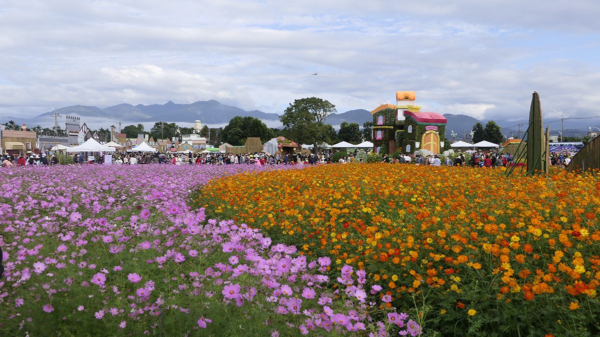 江啟臣會勘新社花海　花毯節11月8日登場　盧秀燕：拚經濟、拚觀光、拚好生活一刻不能停