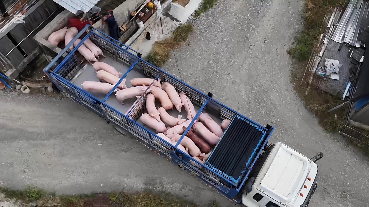 影／非洲豬瘟解禁 農業部宣布恢復活豬運載與屠宰