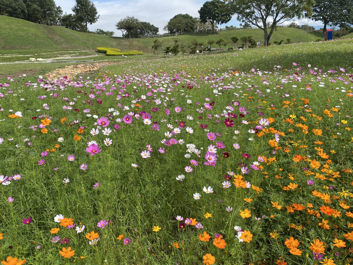 后里環保公園迎立冬雙色盛景  波斯菊花海與落羽松林秘境夯