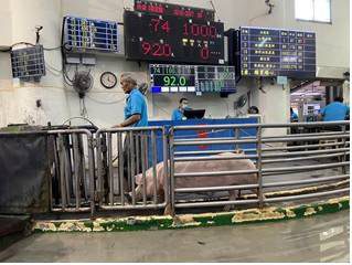 高雄市肉品市場今日恢復拍賣 價格穩定供應充足 高雄市肉品市場今日恢復拍賣 價格穩定供應充足