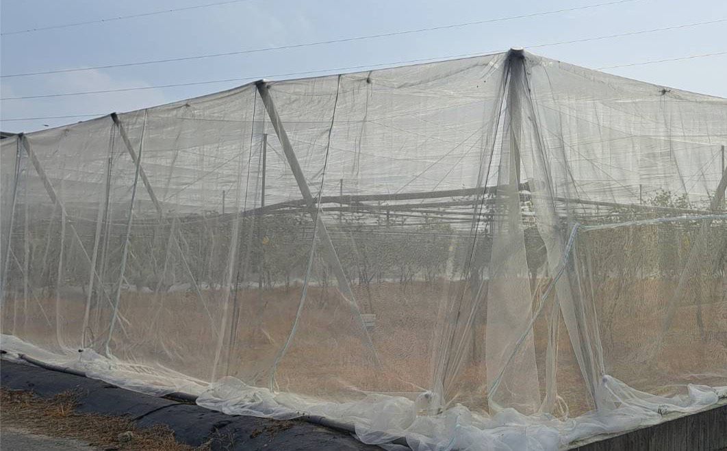 鳳凰颱風接近 高市農業局請農民加強防範及注意搶收安全 鳳凰颱風接近 高市農業局請農民加強防範及注意搶收安全