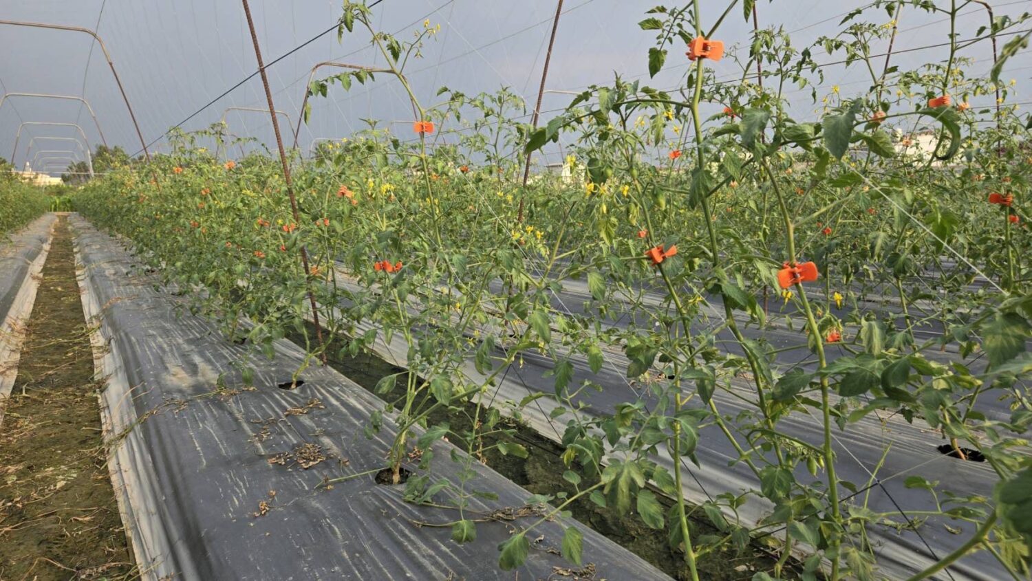 鳳凰颱風接近 高雄農業局:請農民加強防範及注意搶收安全 鳳凰颱風接近 高雄農業局:請農民加強防範及注意搶收安全