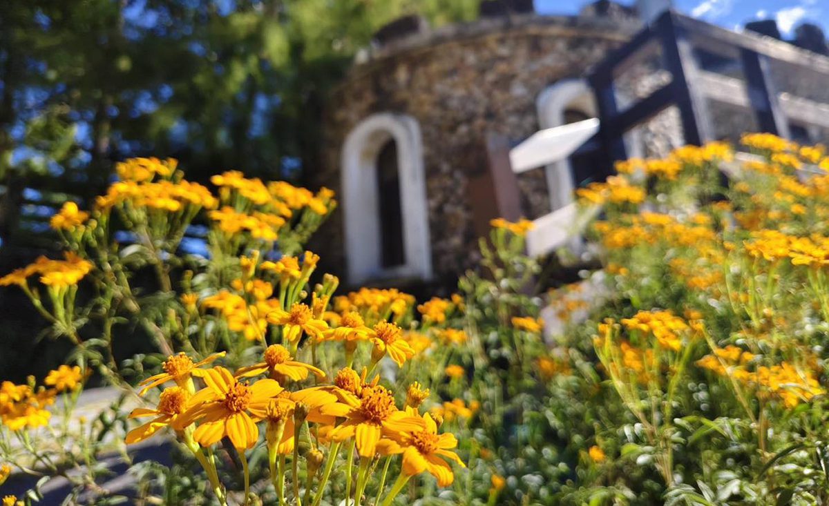 清境農場萬壽菊花海迎冬 咩咩漫步高空步道萌翻遊客 ITF旅展同步登場 清境農場萬壽菊花海迎冬 咩咩漫步高空步道萌翻遊客 ITF旅展同步登場