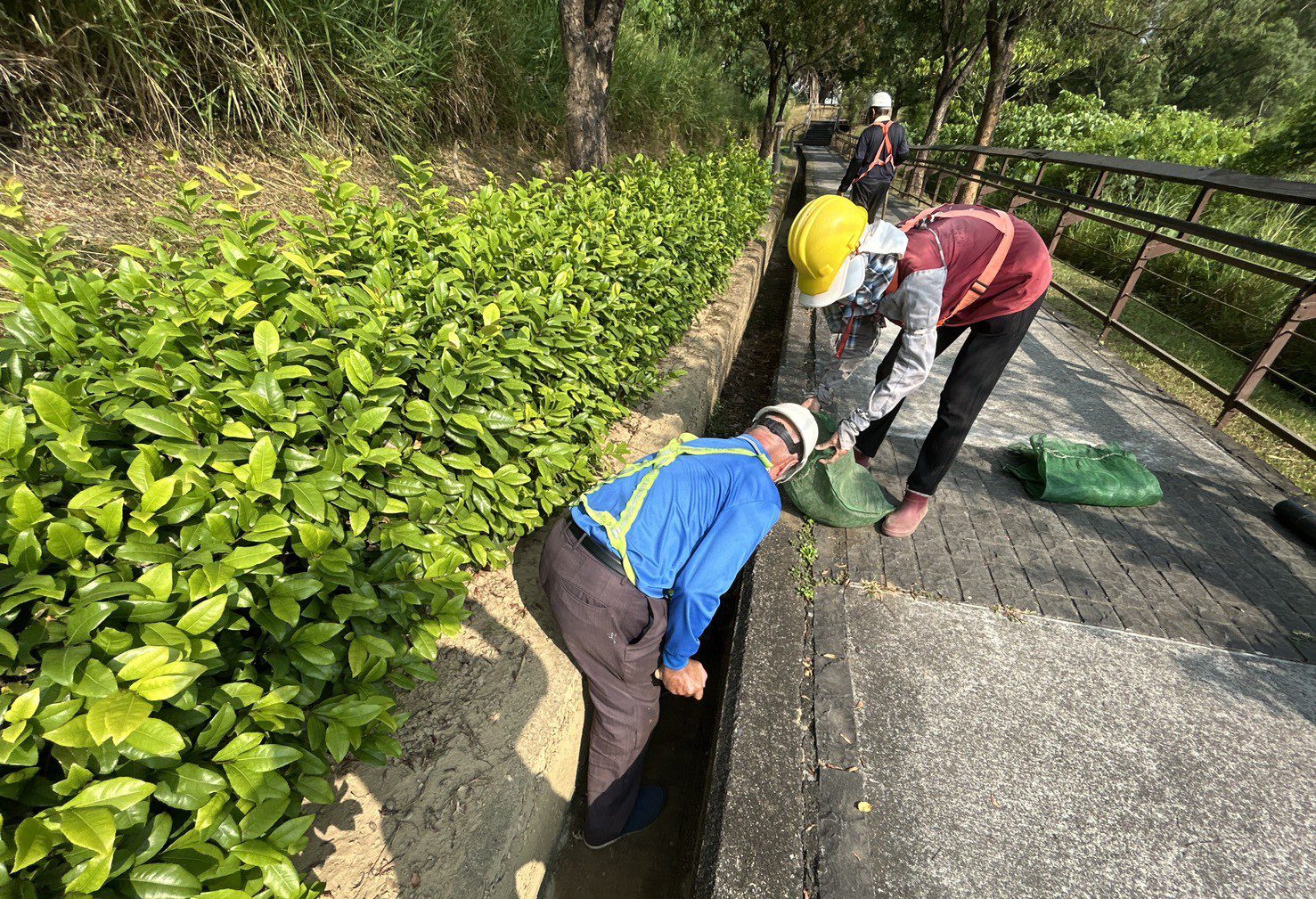 鳳凰颱風來襲!高市公園處強化護樹防颱準備 鳳凰颱風來襲!高市公園處強化護樹防颱準備