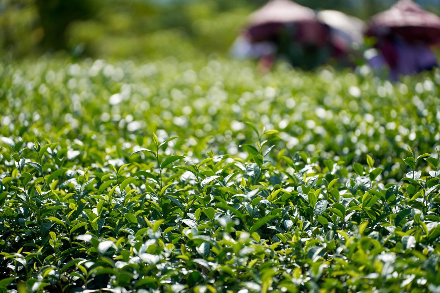 山海氣息走進城市味蕾 國際食品展展現地方產業創意能量與豐富風貌 山海氣息走進城市味蕾 國際食品展展現地方產業創意能量與豐富風貌
