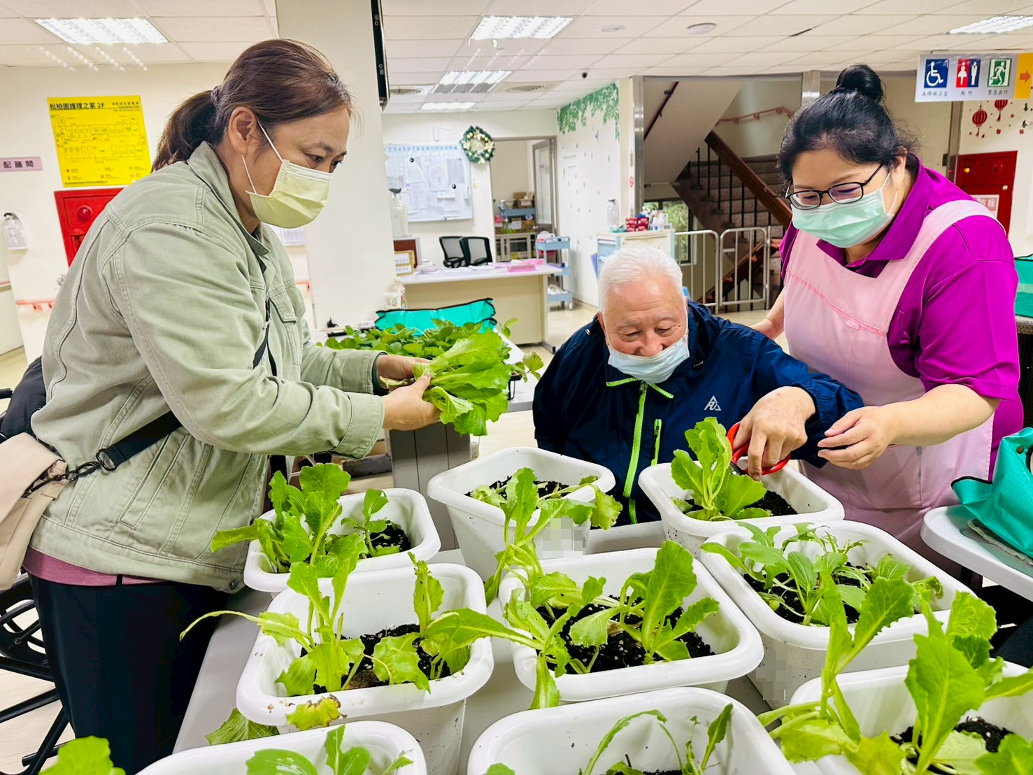 北榮桃園分院護理之家推動園藝輔助治療 長輩親手種菜、料理滿滿成就感 北榮桃園分院護理之家推動園藝輔助治療 長輩親手種菜、料理滿滿成就感