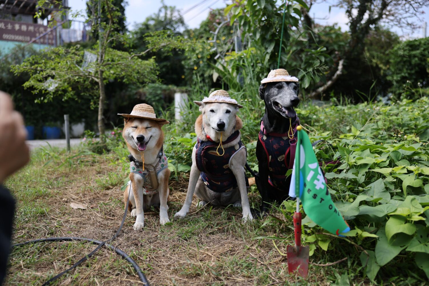 體驗一日農夫生活 15隻毛孩化身「農田小幫手」!好伴狗狗戴草帽下田挖地瓜 體驗一日農夫生活 15隻毛孩化身「農田小幫手」!好伴狗狗戴草帽下田挖地瓜