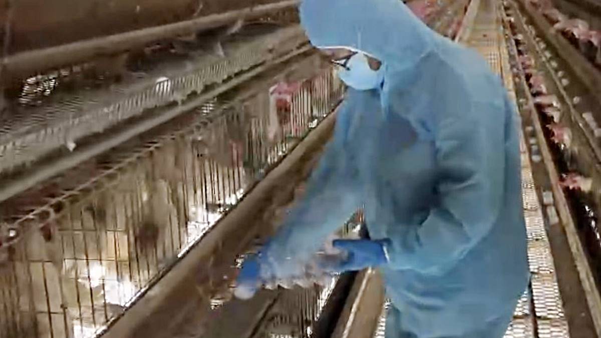 彰化縣啟動蛋雞場「芬普尼全面採樣監測」 強化源頭把關、確保民眾食用安心 彰化縣啟動蛋雞場「芬普尼全面採樣監測」 強化源頭把關、確保民眾食用安心