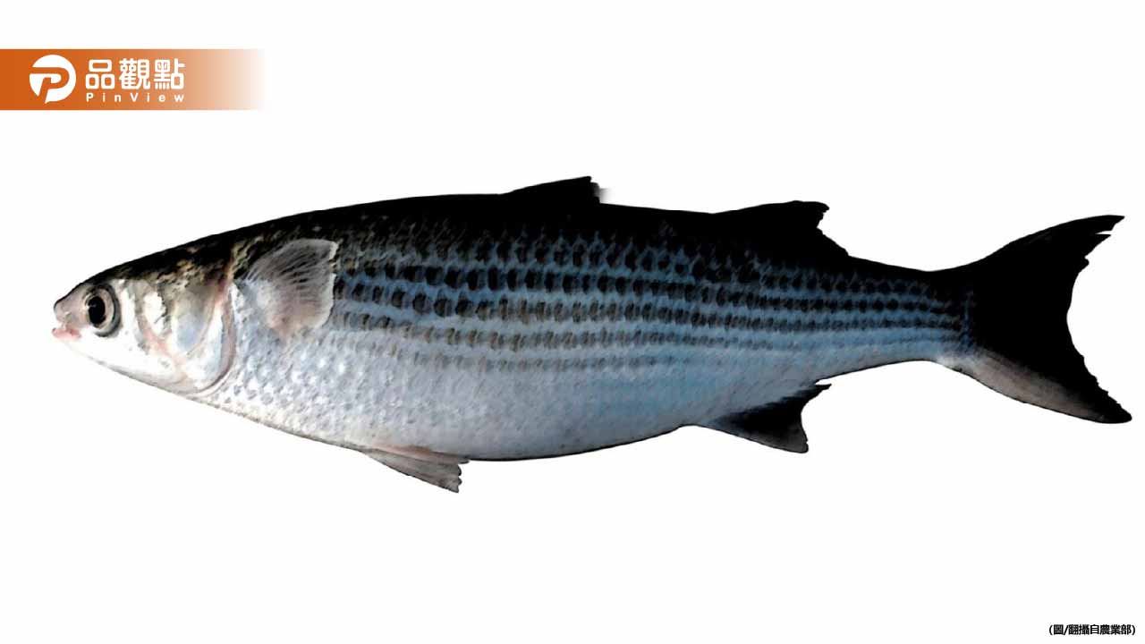 彰化漁民12天狂捕7400尾烏魚!爽賺200萬年終獎金 彰化漁民12天狂捕7400尾烏魚!爽賺200萬年終獎金