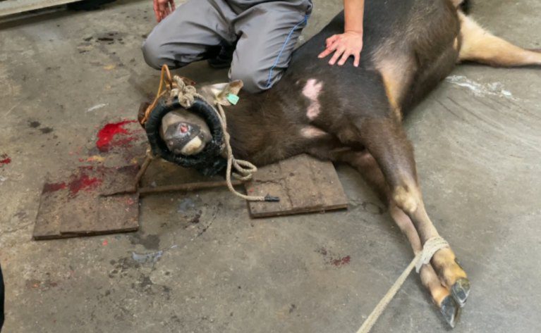 PETA揭台灣鹿茸產業黑幕　水鹿遭強行割茸取血終生囚禁