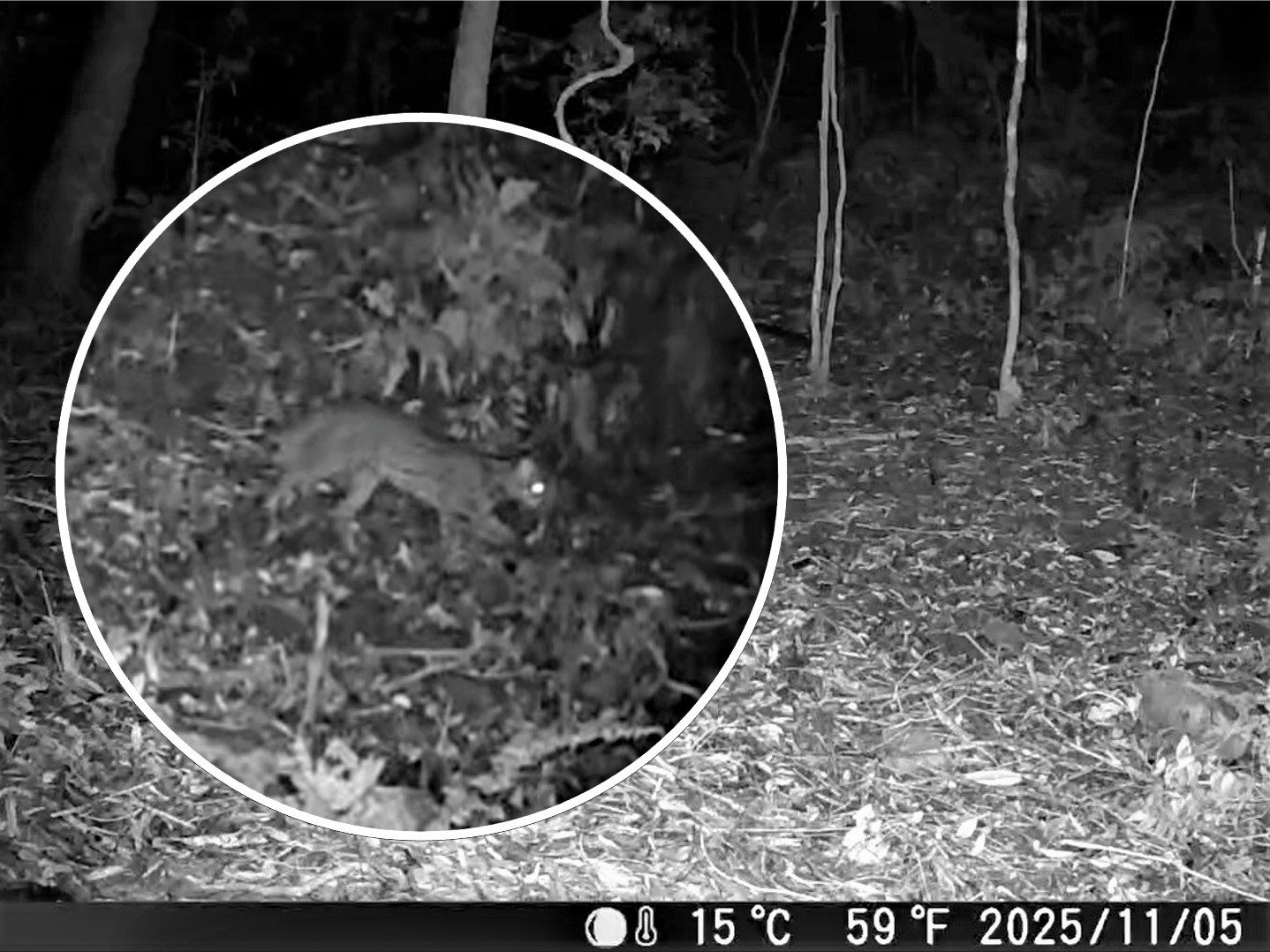 石虎再現阿里山　創嘉南地區最高海拔發現紀錄