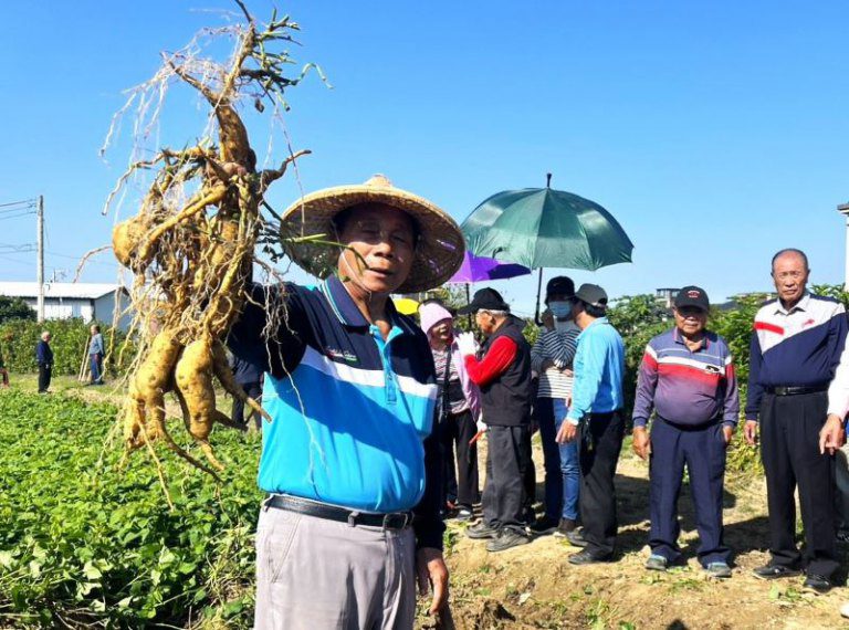 竹東黃金地瓜節本周六日登場　歡迎全國民眾體驗焢窯地瓜、逛市集