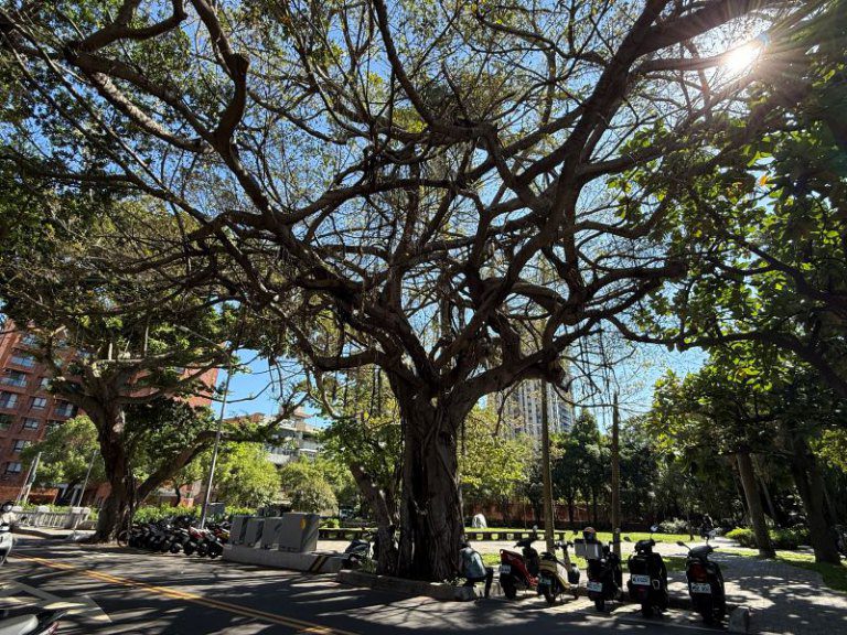 竹市世界街啟動危樹移除作業　邱臣遠代理市長：保障市民用路安全