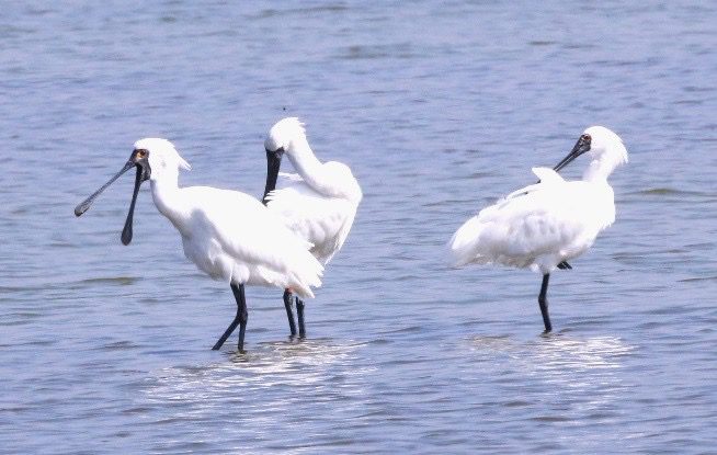 高雄茄萣濕地熱鬧迎賓 2025 候鳥季開跑!百隻黑面舞者搶先報到 高雄茄萣濕地熱鬧迎賓 2025 候鳥季開跑!百隻黑面舞者搶先報到