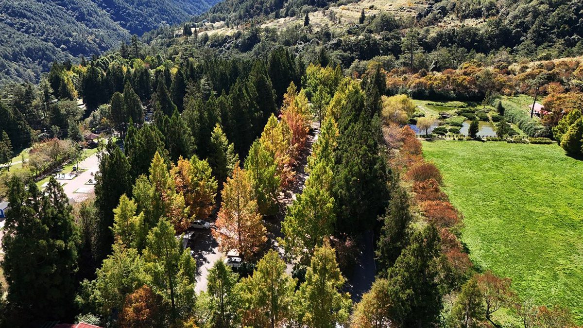 武陵秋色速報 水杉、落羽松、紫葉槭接力登場