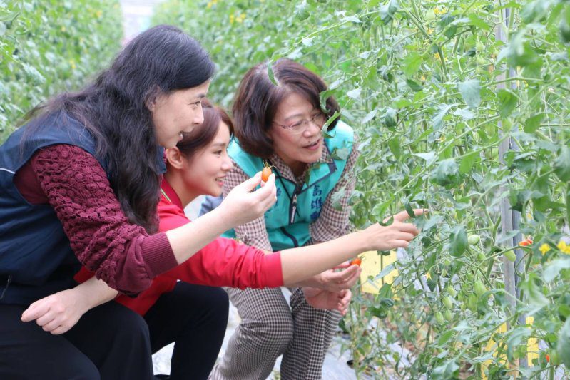 漾新聞|美濃番茄甜爆登場 高雄郵局攜手小農打造風味之都 漾新聞|美濃番茄甜爆登場 高雄郵局攜手小農打造風味之都