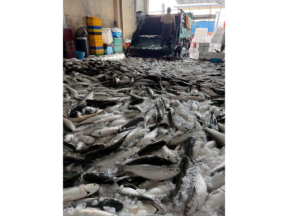 潮爆美食地圖！興達港魚市「姑嫂魚丸」Q彈到爆  阿嬤排骨酥再推「香酥雞」