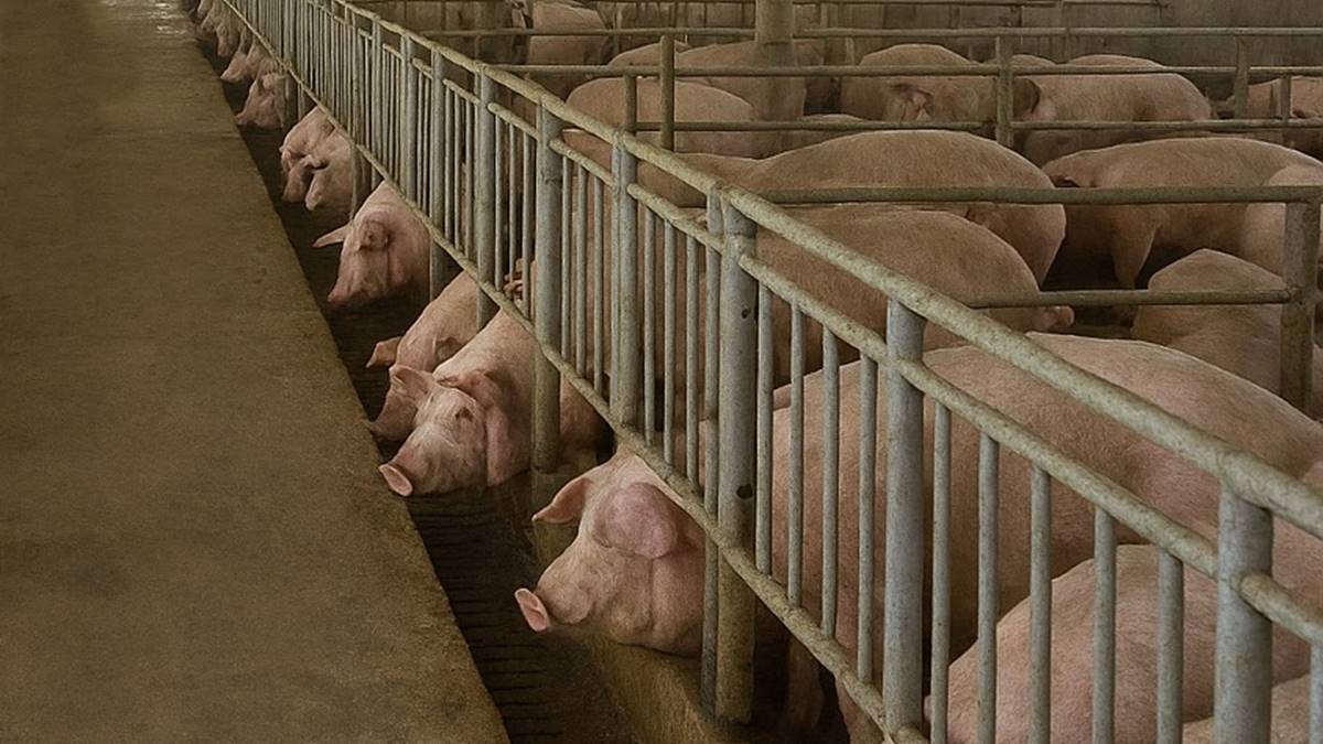 彰化縣響應中央政策全面禁止廚餘養豬