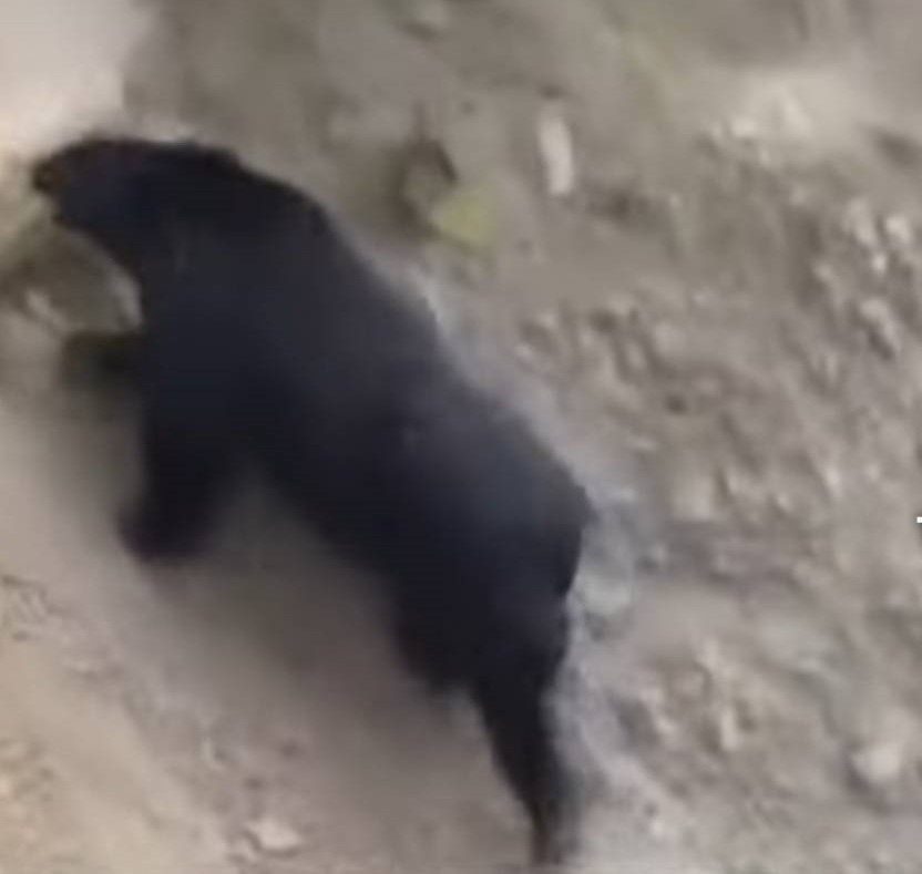 黑熊出沒仁愛鄉眉溪及翠巒部落  林保署籲提高警覺