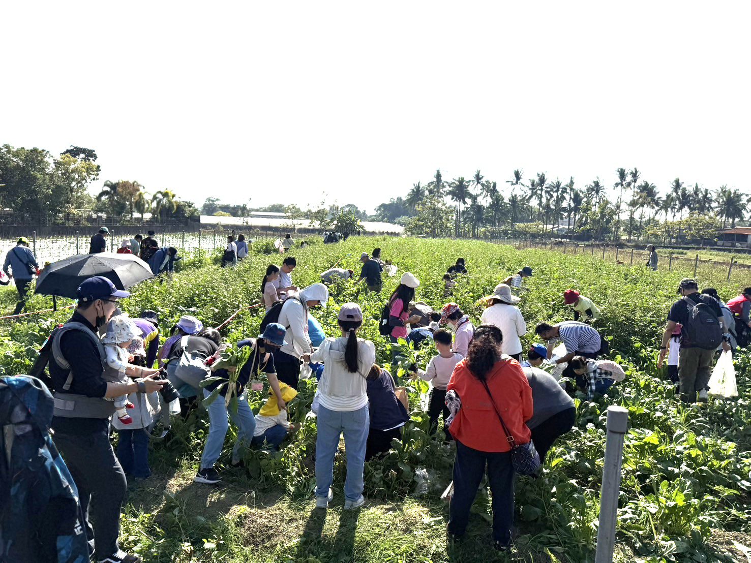 高市客委會 x 火焰蟲幼兒園 百童變身小農夫體驗客庄蘿蔔採收樂 高市客委會 x 火焰蟲幼兒園 百童變身小農夫體驗客庄蘿蔔採收樂
