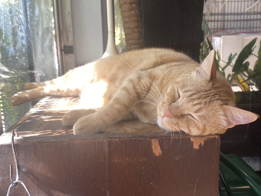 睡成一坨棉花糖 貓咪最愛的 3 種睡姿有玄機 睡覺才是正職 睡成一坨棉花糖 貓咪最愛的 3 種睡姿有玄機 睡覺才是正職