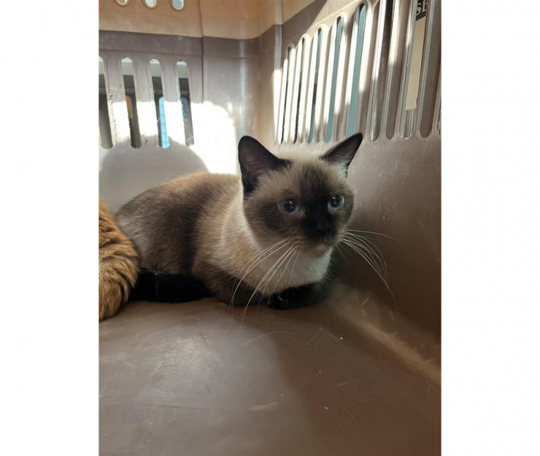 彰化縣動物防疫所沒入品種貓開放抽籤認養 多種貓隻等待溫暖新家~ 彰化縣動物防疫所沒入品種貓開放抽籤認養 多種貓隻等待溫暖新家~