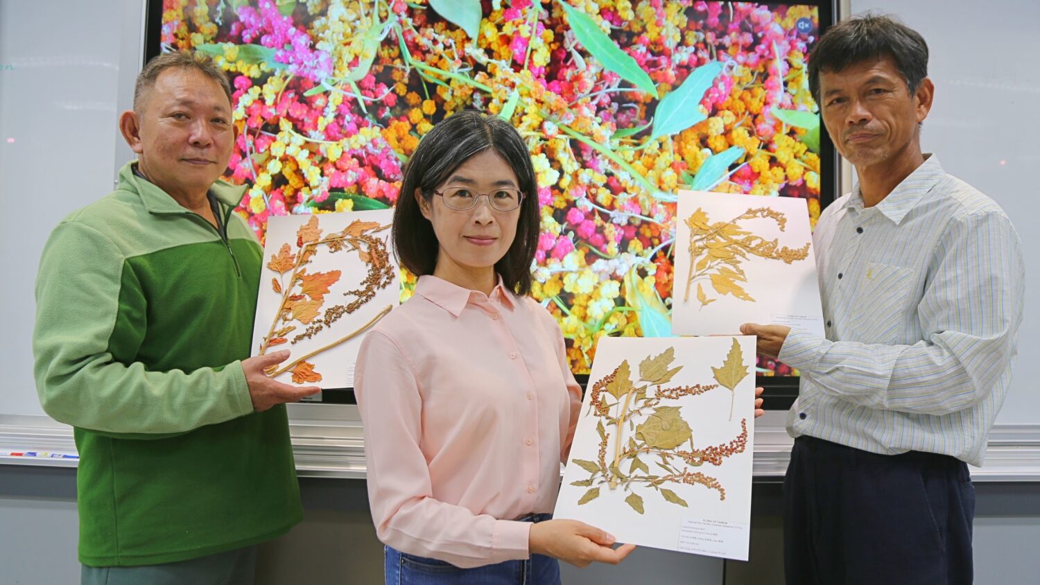 中山大學為「臺灣藜」建首套,國際生長編碼 獲未來糧食美名 中山大學為「臺灣藜」建首套,國際生長編碼 獲未來糧食美名