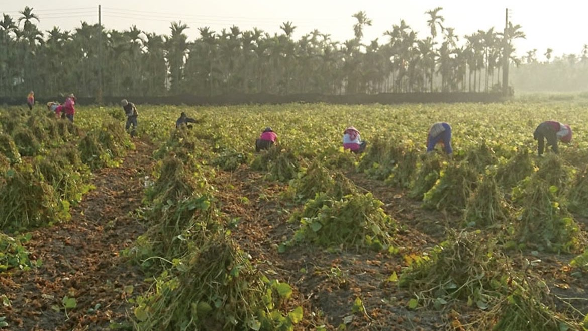 萬丹紅豆全國產量第一！力推產銷履歷 打造地方農產品牌競爭力