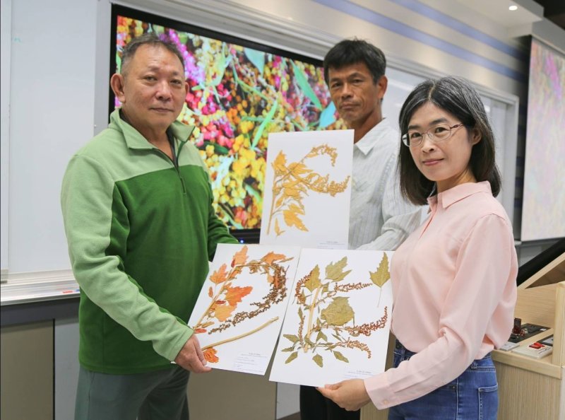 漾新聞｜中山大學建首套臺灣藜生長編碼　揭開未來糧食的臺灣密碼