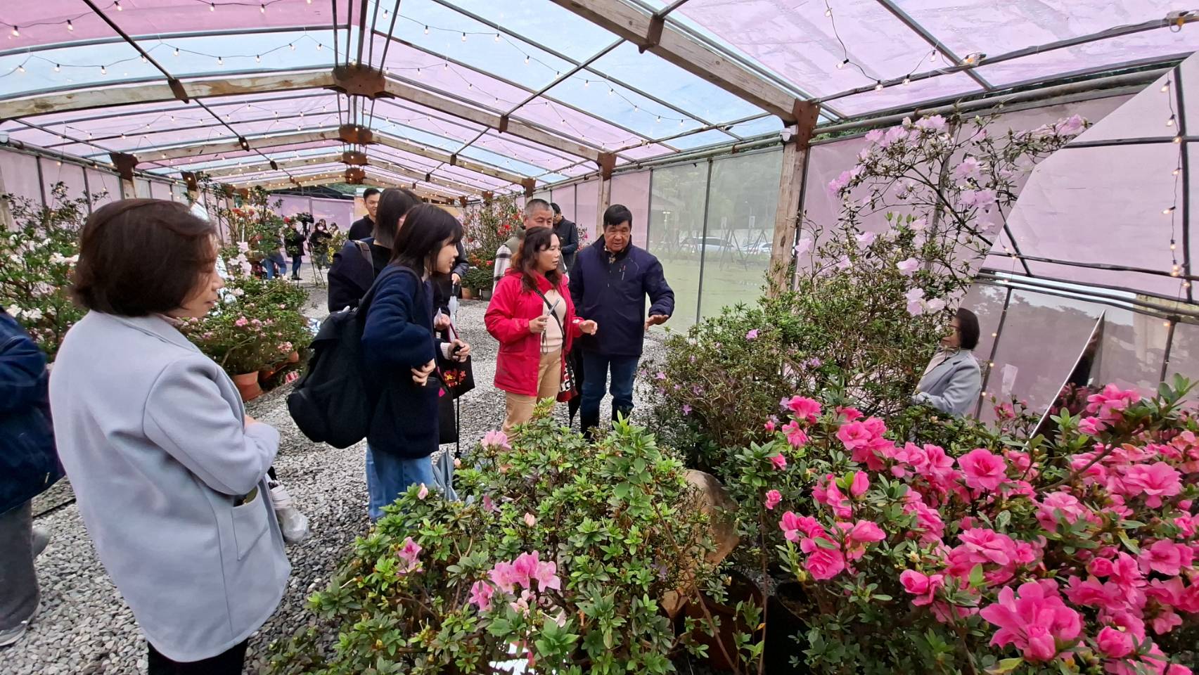 萬金杜鵑近年更榮獲 IDA 設計獎、柏林設計獎、羅馬設計獎等多項國際肯定，成功讓新北之美躍上國際舞台。現場也展示了許多得獎花卉，許多民眾爭相拍照。